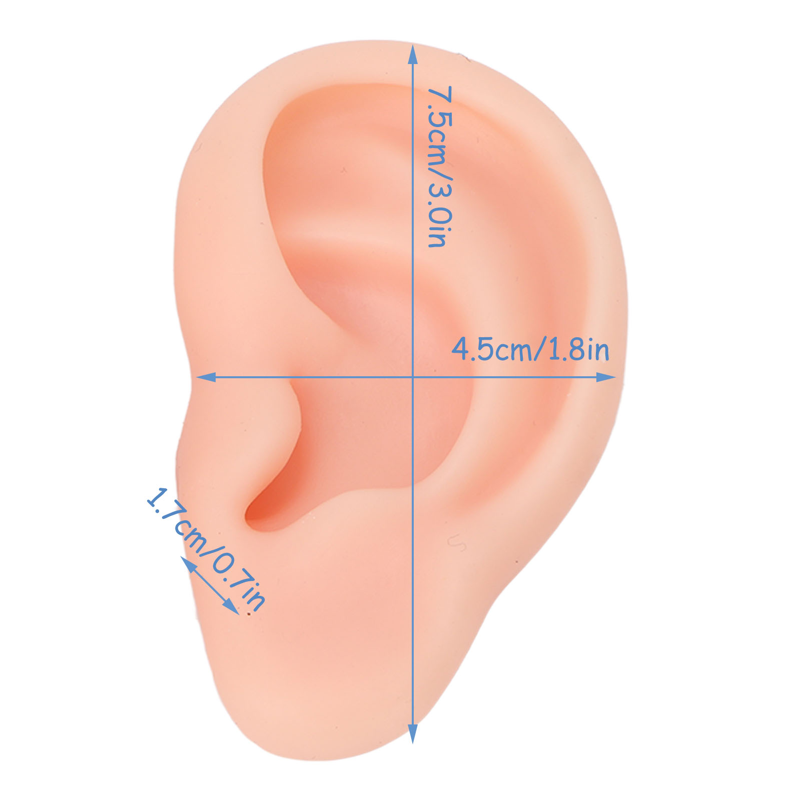 Silicone Human Ear Model 1 Pai - Body Jewelry Display reseña y precio